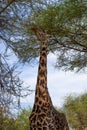 Close up of the neck and head of a black giraffe eating from an acacia in the savanna of Tarangire National Park, in Tanzania Royalty Free Stock Photo