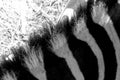 Close-up of the neck of a Zebra. Zoo photo
