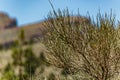 Close up of the needles of the Canarian broom, also known as Retama, endemic of Canary Islands growing at high altitude at Teide