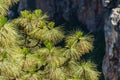 Close up of the needles of the Canarian pine tree, also known as Pinus canariensis, endemic of Canary Islands growing at high