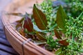 Close-up Neem leaves and flowers Royalty Free Stock Photo