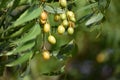 Bunch of neem tree or Azadirachta indica fruits hanging on the branch Royalty Free Stock Photo