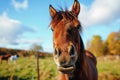 Close up of a neighing horse Royalty Free Stock Photo