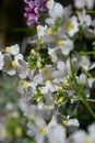 Close up of nemesia aloha plants: pink, purple and white with yellow centres. Very pretty small flowers Royalty Free Stock Photo