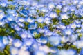 Close up Nemophila, flower field at Hitachi Seaside Park in spring