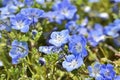 Close up Nemophila flower.