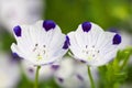 Close up of nemophila maculata Royalty Free Stock Photo