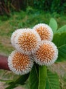 Close up Neolamarckia cadamba or kodom flowers, with English common names burflower-tree, Neolamarckia cadamba or Kodom flower of