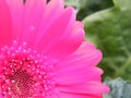 Close-Up Of Neon Pink Gerber Daisy Flower Blossom Bloom Petal