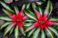 A close up of a Neoregelia Fireball tropical plants