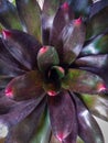 Close up Neoregelia plant photo from above