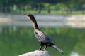 A close-up of neotropic cormorant. Royalty Free Stock Photo