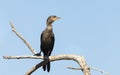 Close up of a Neotropic cormorant perched on a tree
