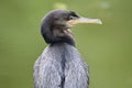 Neotropic Cormorant Phalacrocorax brasilianus