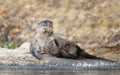 Close up of a neotropical otter lying on a fallen tree on a riverbank