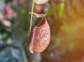 Close up nepenthes carnivorous plant or monkey cups or tropical pitcher plants Royalty Free Stock Photo