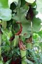 Close Up of a Nepenthes Truncata Carnivorous Plant Royalty Free Stock Photo