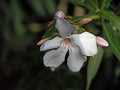 Nerium oleander