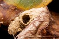 Close-up nest of ceriana wasp, ceriana vespiformis