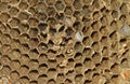 Close-up of the nest of the European hornet Royalty Free Stock Photo