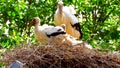 A nest of storks with trees in background