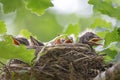 A close up of the nest of thrush with babies.