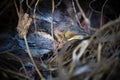 A close up of the nest of thrush with small babies Royalty Free Stock Photo