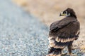 Close up of nestling or young Steppe eagle or Aquila on a ground Royalty Free Stock Photo