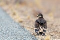 Close up of nestling or young Steppe eagle or Aquila on a ground Royalty Free Stock Photo
