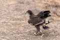 Close up of nestling or young Steppe eagle or Aquila on a ground Royalty Free Stock Photo