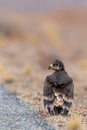 Close up of nestling or young Steppe eagle or Aquila on a ground Royalty Free Stock Photo