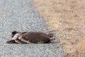 Close up of nestling or young Steppe eagle or Aquila on a ground Royalty Free Stock Photo