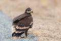 Close up of nestling or young Steppe eagle or Aquila on a ground Royalty Free Stock Photo