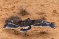 Close up of nestling or young Steppe eagle or Aquila on a ground