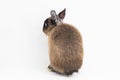 Netherland Dwarf rabbit isolated on white background Royalty Free Stock Photo