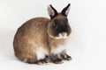 Netherland Dwarf rabbit isolated on white background Royalty Free Stock Photo