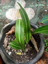 Close up of netted-veined amaryllis plant