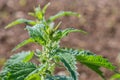 Close-up of a nettle