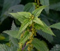 Close up of a nettle plant