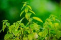 Close-up nettle plant in green background Royalty Free Stock Photo