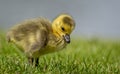 Close up of a new born Canada Goose gosling feeding