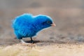 close up new born chicken blue on nature background