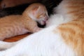 New born kitten breastfeeding from mother cat on floor Royalty Free Stock Photo