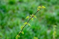 Close up of new bright green leaves grow from the small fresh buds on the young tree brunch in the garden in spring season. Royalty Free Stock Photo