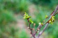 Close up of new bright green leaves grow from the small fresh buds on the young tree brunch in the garden in spring season. Royalty Free Stock Photo