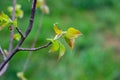 Close up of new bright green leaves grow from the small fresh buds on the young tree brunch in the garden in spring season. Royalty Free Stock Photo
