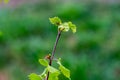 Close up of new bright green leaves grow from the small fresh buds on the young tree brunch in the garden in spring season. Royalty Free Stock Photo