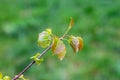 Close up of new bright green leaves grow from the small fresh buds on the young tree brunch in the garden in spring season. Royalty Free Stock Photo