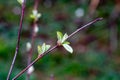 Close up of new bright green leaves grow from the small fresh buds on the young tree brunch in the garden in spring season. Royalty Free Stock Photo