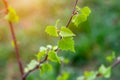 Close up of new bright green leaves grow from the small fresh buds on the young tree brunch in the garden in spring season. Royalty Free Stock Photo